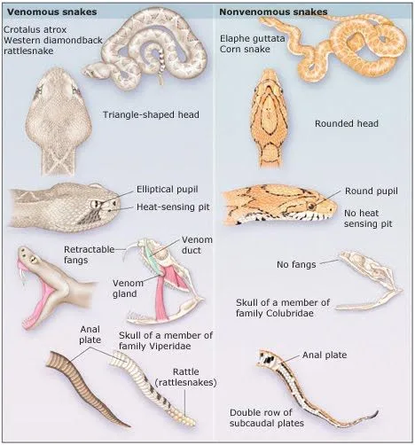 Poisonous vs Non-Poisonous Snakes - Key Differences 2 Differences Between Poisonous and Non-poisonous Snakes