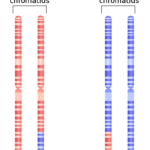 difference in composition of homologous chromosomes and sister chromatids.