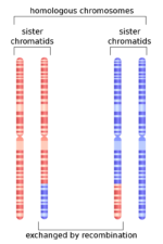 Difference Between Homologous Chromosomes and Sister Chromatids