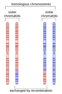 Difference Between Homologous Chromosomes and Sister Chromatids