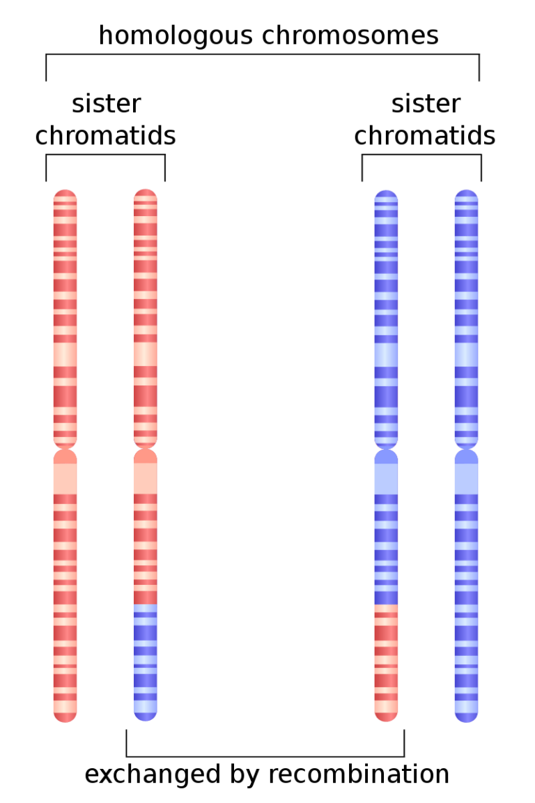 difference in composition of homologous chromosomes and sister chromatids.