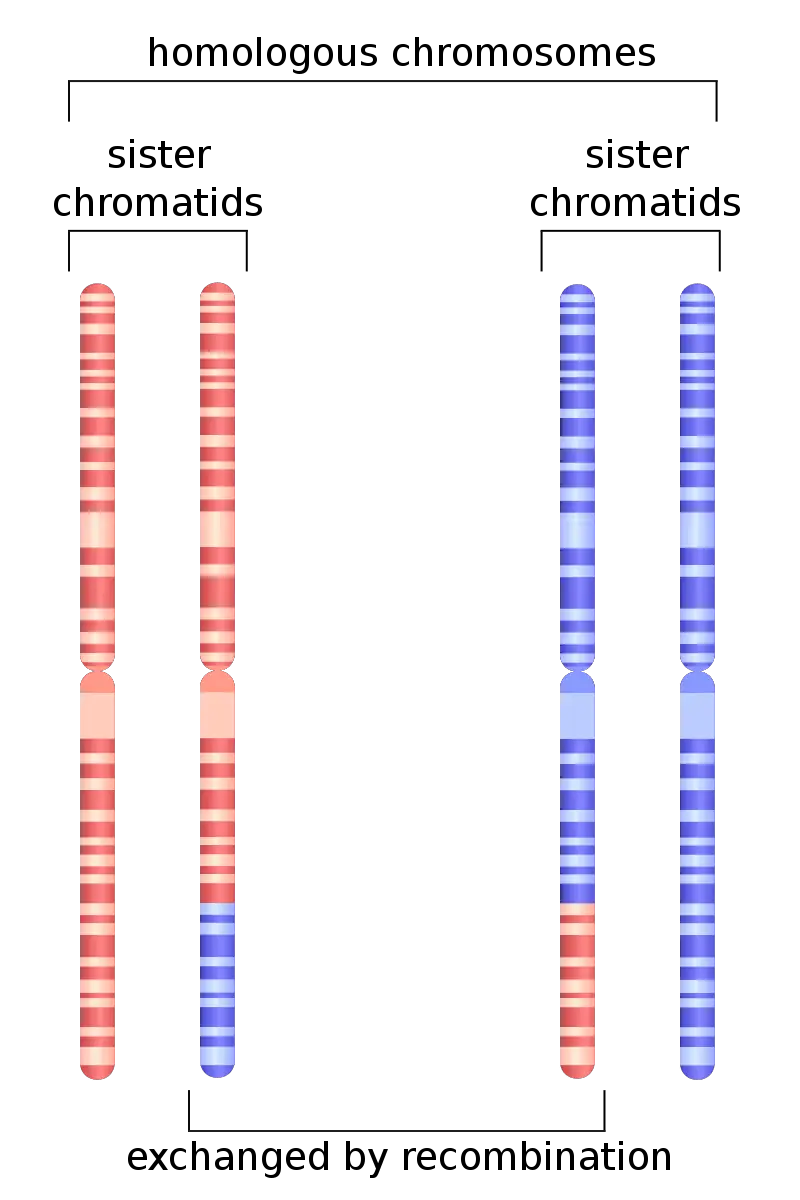difference in composition of homologous chromosomes and sister chromatids.