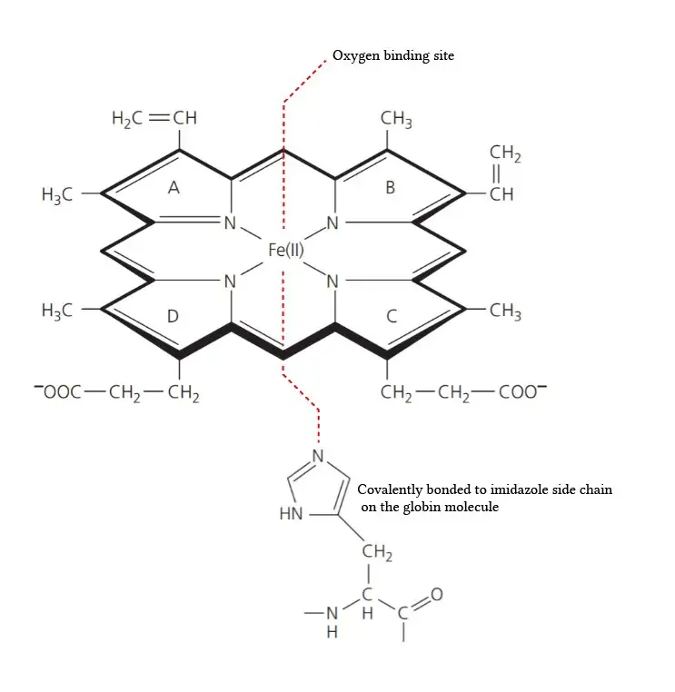 molecular structure of haem
