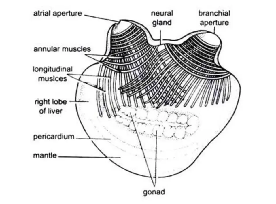 General Anatomy of Herdmania with Diagram