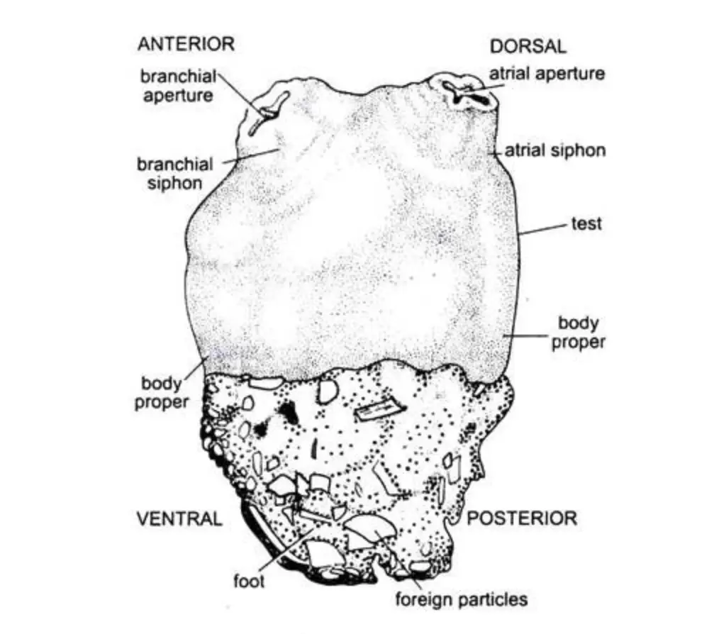 Body Divisions of Herdamania