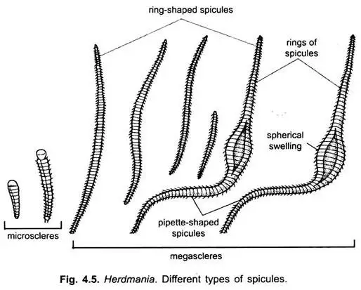 Spicules of Herdamania