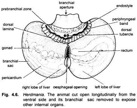 Mantle or Body Wall of Herdamania