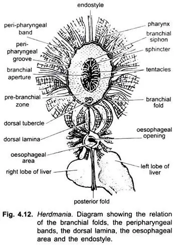 Digestive System of Herdmania (With Diagram)