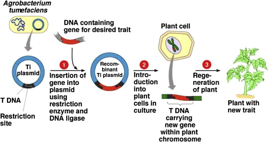 Transgenic Plants