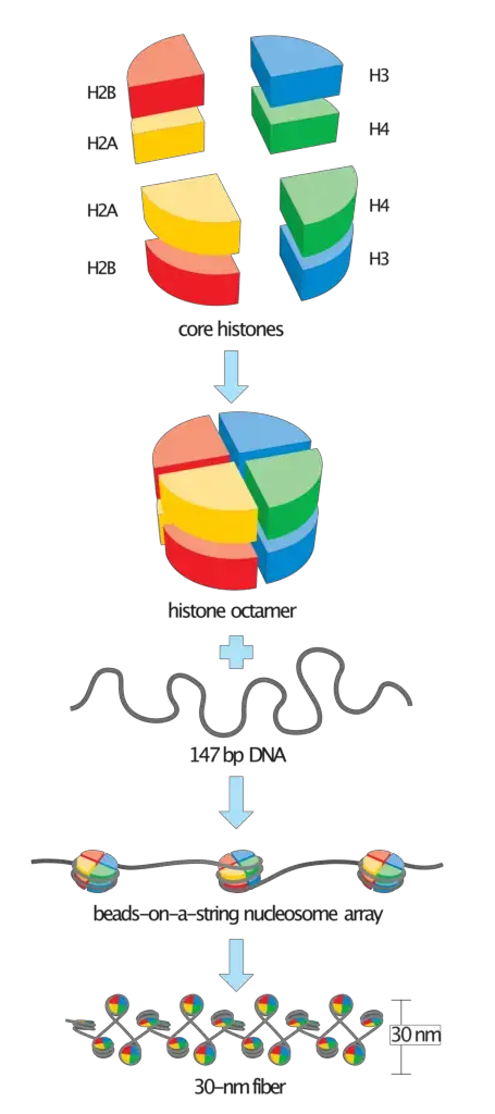 Nucleosome Assembly | David O Morgan, Attribution, via Wikimedia Commons
