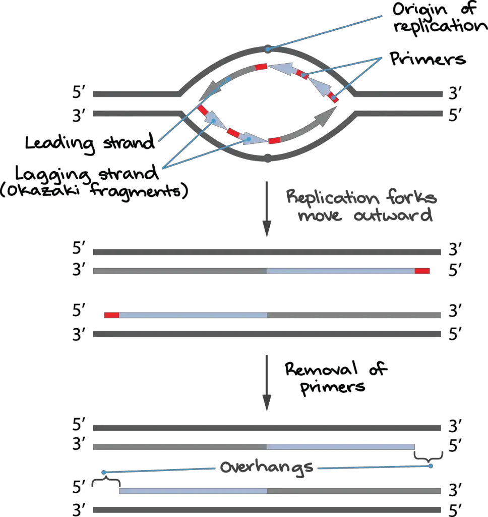 A real eukaryotic chromosome would have multiple origins of replication and multiple replication bubbles, but the end-replication problem would be the same as shown above. Image modified from “Telomere shortening,” by Zlir’a, public domain.
