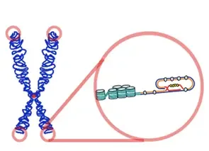 Image credit: “Telomere,” by Samulili (CC BY-SA 3.0).
