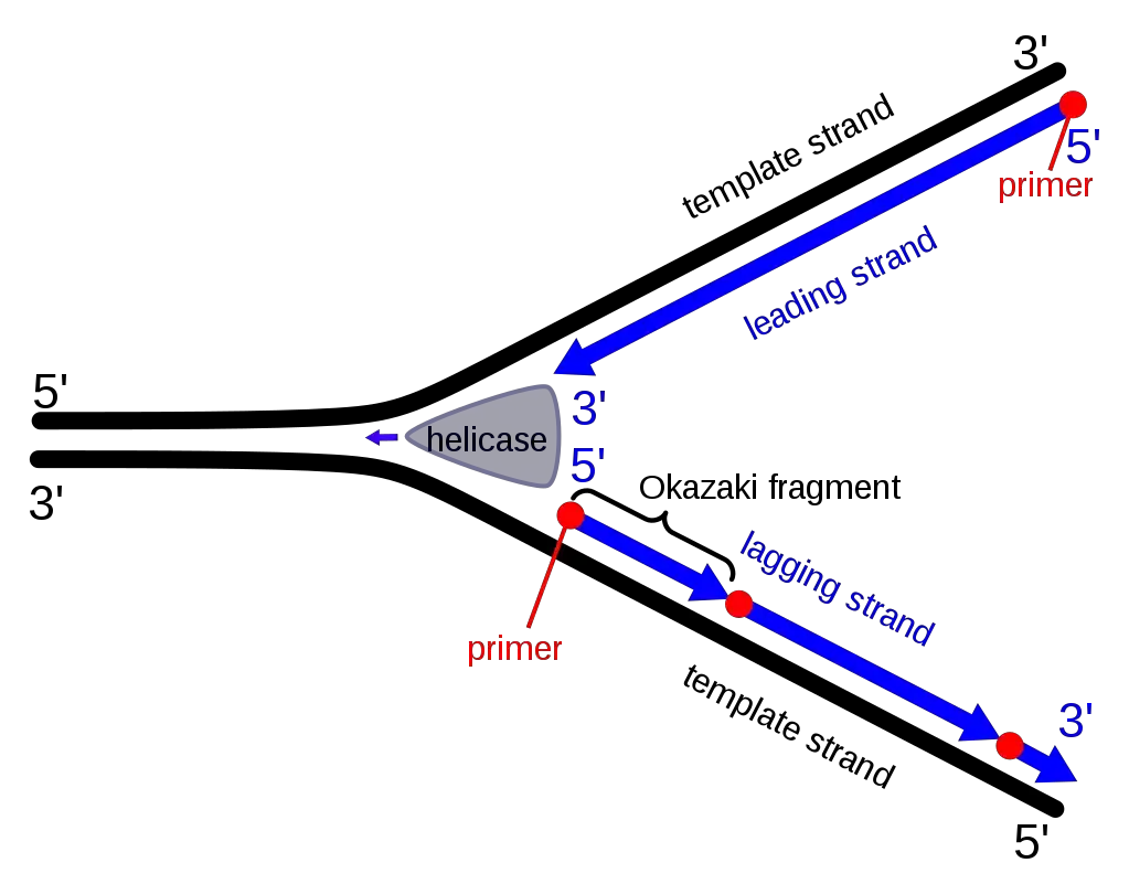 Formation of Okazaki Fragments 