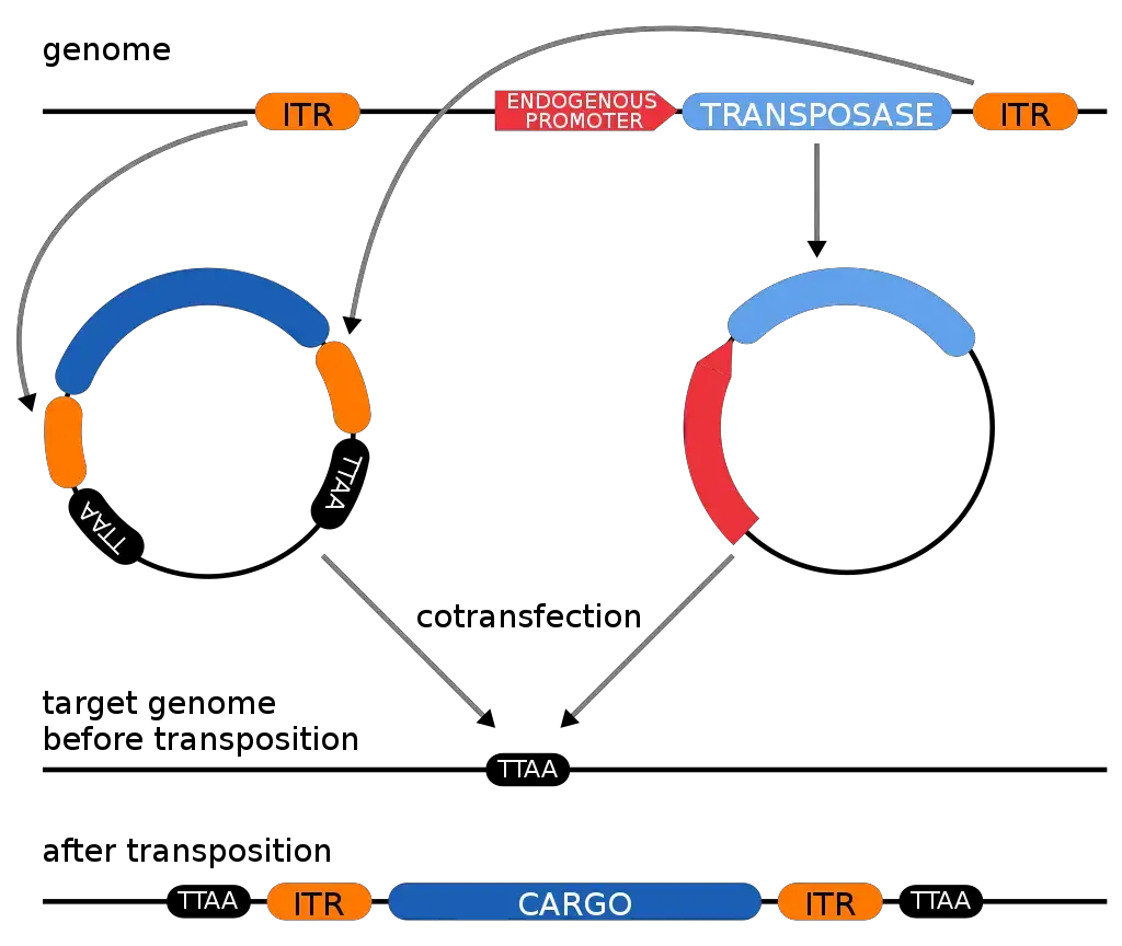 This shows (using the PiggyBac transposon) the conversion of a transposon into a 2-vector system for genomic integration of plasmid-derived sequences.
