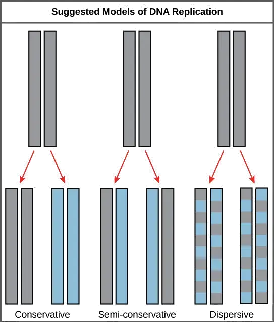 Image from “Basics of DNA replication: Figure 1,” by OpenStax College, Biology (CC BY 3.0).
