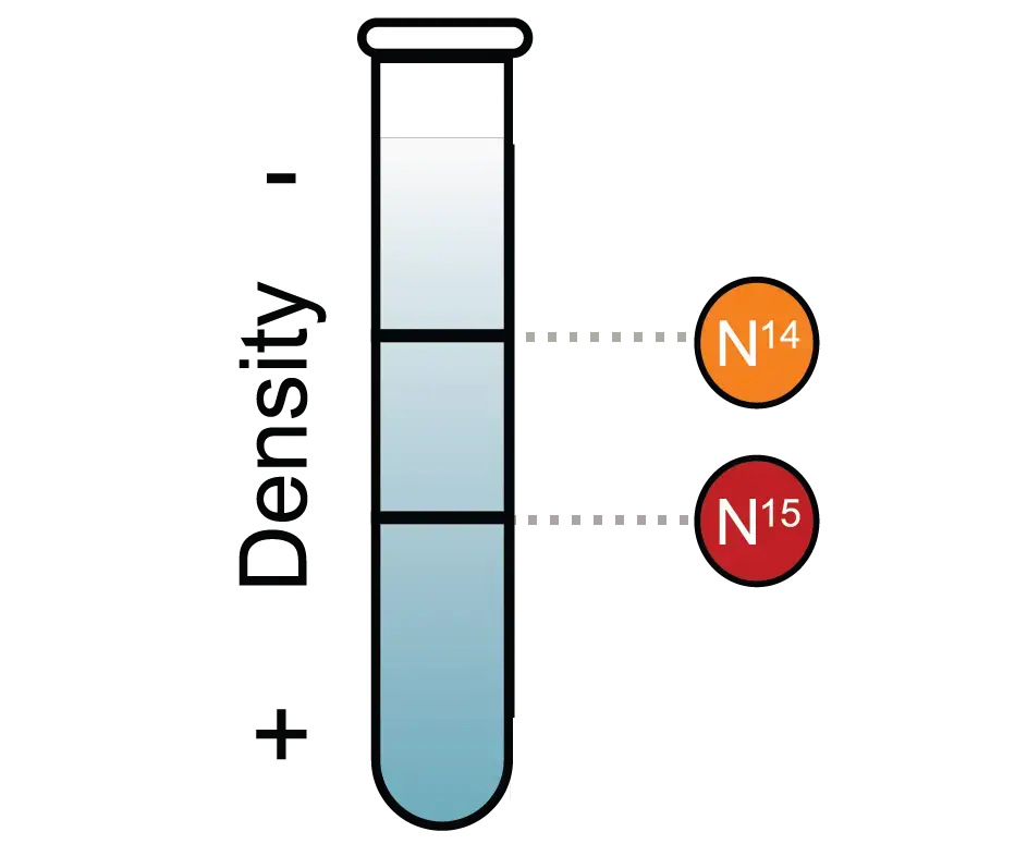 Image from “Meselson-Stahl experiment diagram en,” by Mariana Ruiz Villareal (public domain).
