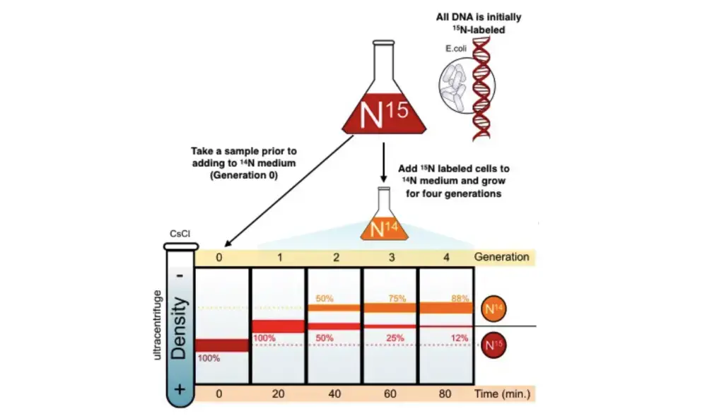 Image from “Basics of DNA replication: Figure 2,” by OpenStax College, Biology (CC BY 3.0). Original artwork from “Meselson-Stahl experiment diagram en,” by Mariana Ruiz Villareal (public domain).
