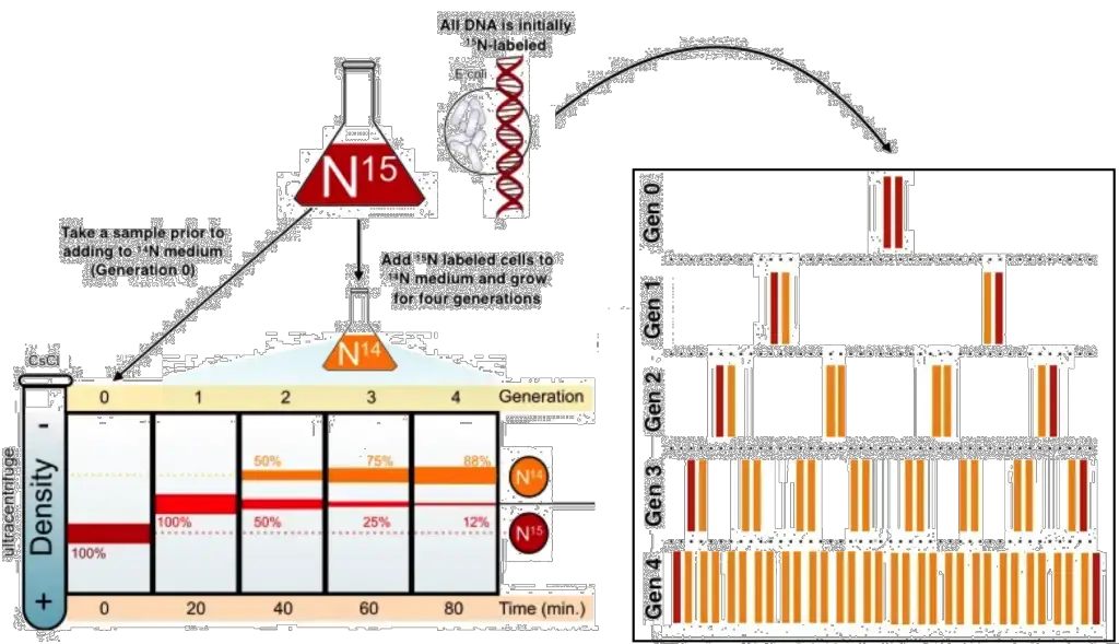 Image from “Basics of DNA replication: Figure 2,” by OpenStax College, Biology (CC BY 3.0). Original artwork from “Meselson-Stahl experiment diagram en,” by Mariana Ruiz Villareal (public domain).
