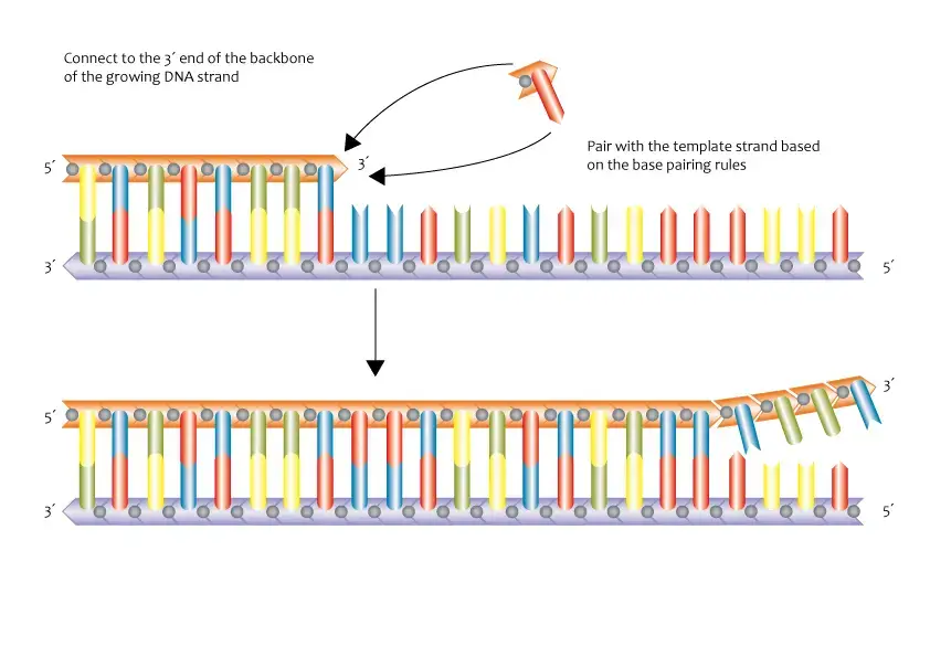 Genomics Education Programme, CC BY 2.0, via Wikimedia Commons
