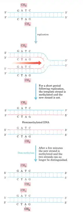 Methylation and mismatch repair – Methylation of DNA strands can serve to distinguish parent (template) strands from newly synthesized strands in E coli DNA, a function that is critical to mismatch repair. The methylation occurs at the N6 of adenines in (5′)CATC sequences. This sequence is a palindrome, present in opposite orientations on the two strands
