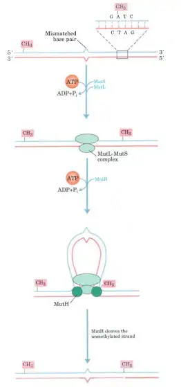 A model for the early steps of methyl-directed mismatch repair – . The proteins involved in this process in E. coli have been purified (see Table 25-5). Recognition of the sequence (5′)CATC and of the mismatch are specialized functions of the MutH and MutS proteins, respectively. The MutL protein forms a complex with MutS at the mismatch. DNA is threaded through this complex such that the complex moves simultaneously inboth directions along the DNA until it encounters aMutH protein bound at a hemimethytated CATC sequence MutH cleaves the unmethylated strand on the 5’side of the C in this sequence. A complex consisting of DNA helicase ll and one of several exonucleases then degrades the unmethylated DNA strand from that point toward the mismatch (see Fie.25-24).
