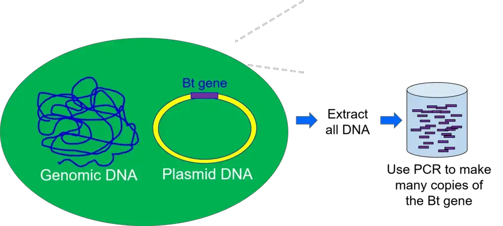 Using DNA from B. thuringiensis to clone the Bt gene. Image by Walter Suza.
