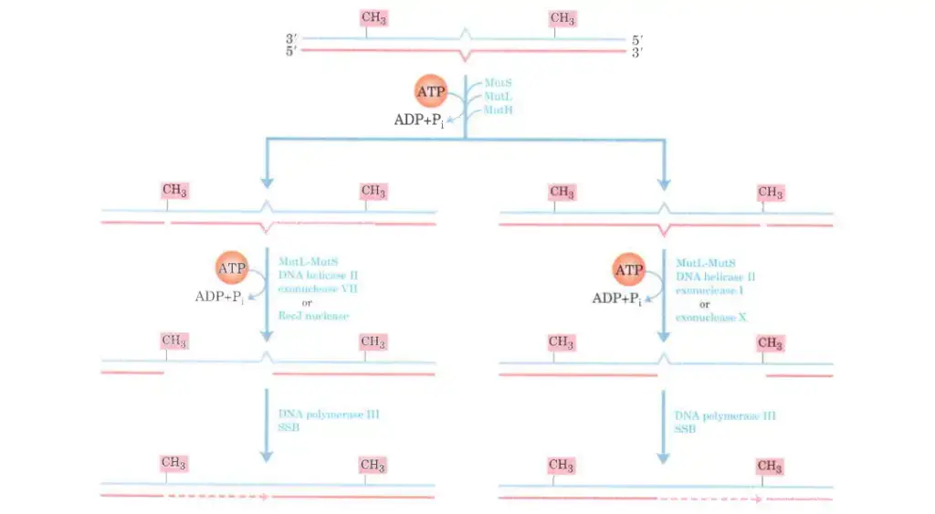 Completing methyl-directed mismatch repair. The combined action of DNA helicase ll, SSB, and one of four different exonucleases removes a segment of the new strand between the MutH cleavage site and a point just beyond the mismatch. The exonuclease that is used depends on the location of the cleavage site relative to the mismatch, as shown by the alternative pathways here. The resulting gap is filled in (dashed line) by DNA polymerase lll, and the nick is sealed by DNA ligase (not shown)
