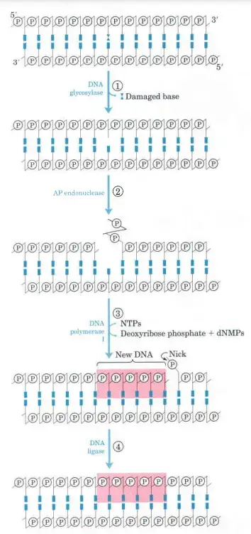 DNA repair by the base-excision repair pathway
