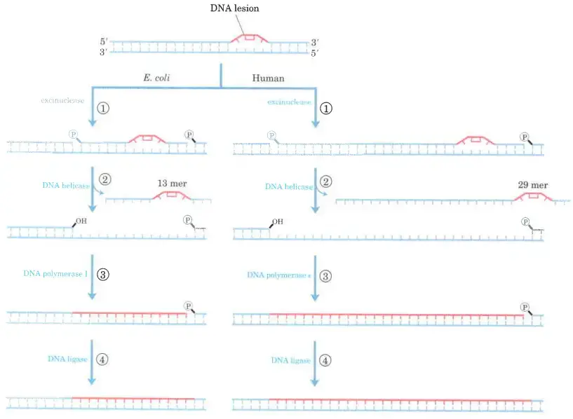 Nucleotide-excision repair in E. coli and human – The general pathway of nucleotide-excision repair is similar in all organisms. 1. An exconuclease binds to DNA at the site of a bulky lesion and cleaves the damaged DNA strand on either side of the lesion. 2. The DNA segment-of 13 nucleotides (13 mer) or 29 nucleotides (29 mer)-is removed with the aid of a helicase. 3The gap is filled in by DNA polymerase, and 4 the remaining nick is sealed with DNA ligase.
