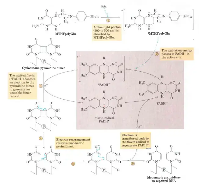 Repair of pyrimidine dimers with photolyase
