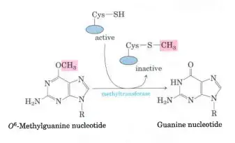 Example of how DNA damage results in mutations
