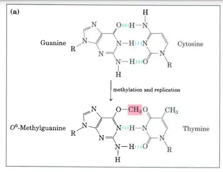 Example of how DNA damage results in mutations
