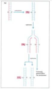 DNA Repair Mechanisms and Types - Biology Notes Online