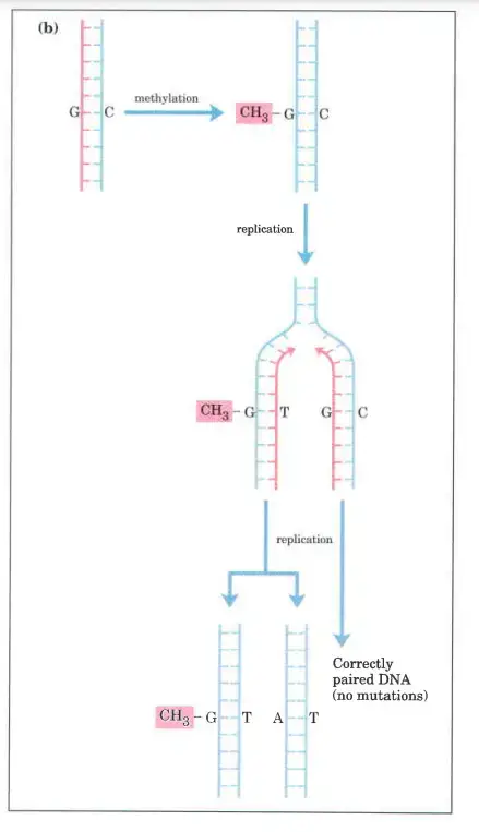 Example of how DNA damage results in mutations
