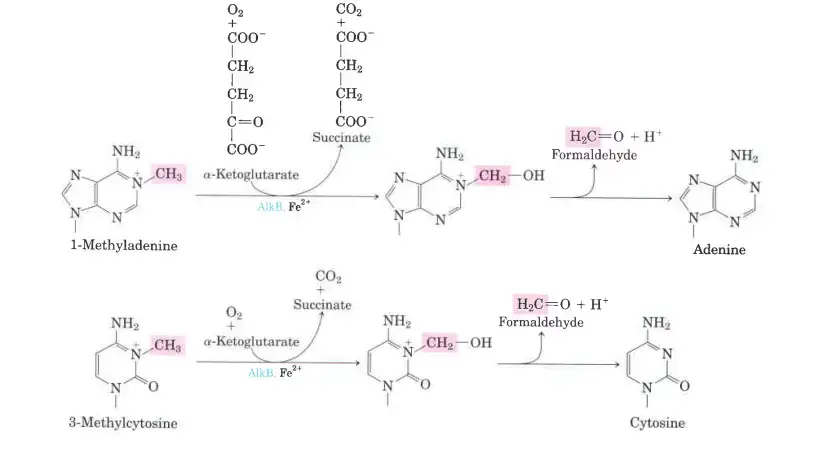 Direct repair of alkylated bases by AlkB
