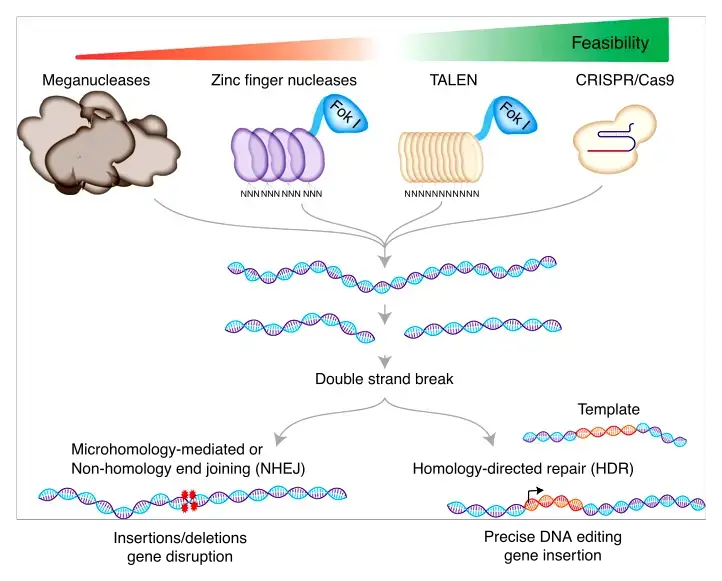 gene/genome editing
