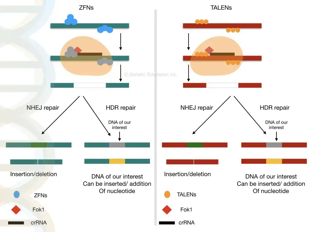 Image Source: geneticeducation.co.in
