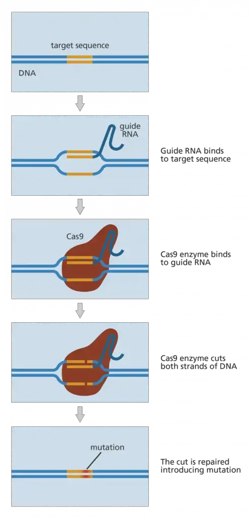 CRISPR-Cas9
