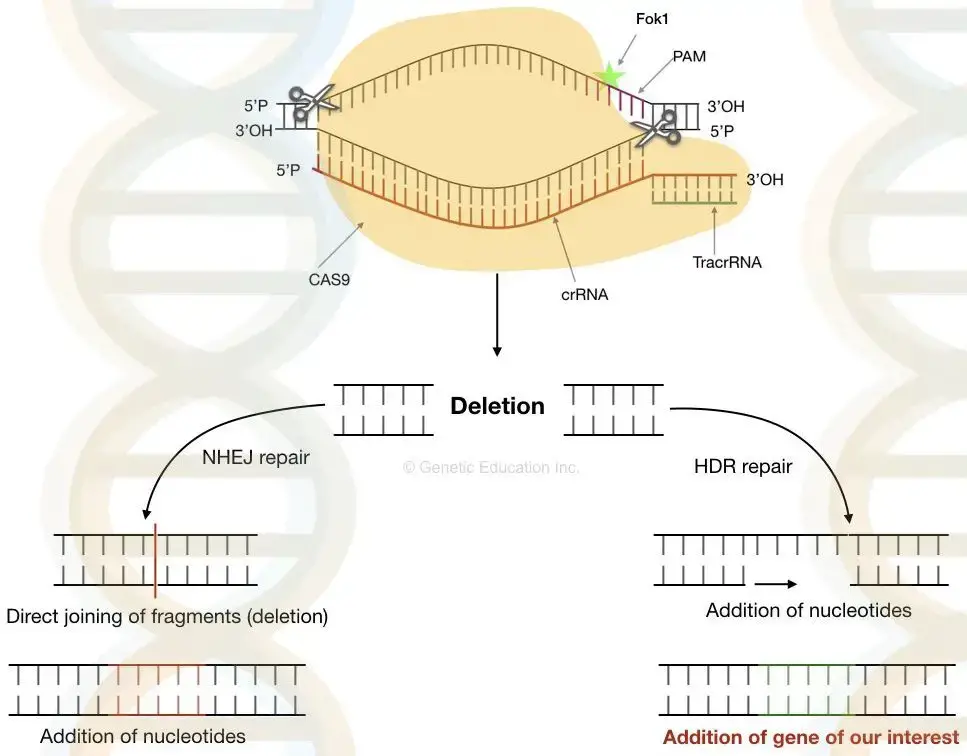 CRISPR-Cas9 Gene Editing - Definition, Mechanism, Application - Biology ...