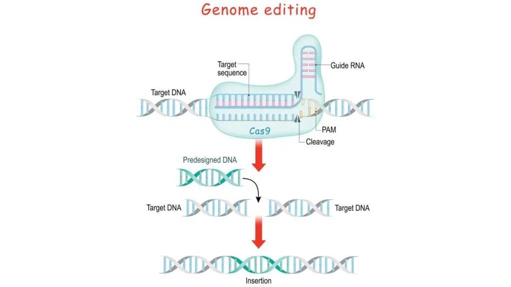 How Crispr Works As A Genome-Editing Tool described in Summary?
