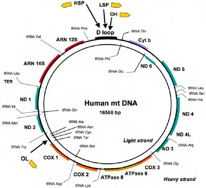 Circular DNA
