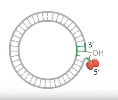 Initiation of Rolling circle replication

