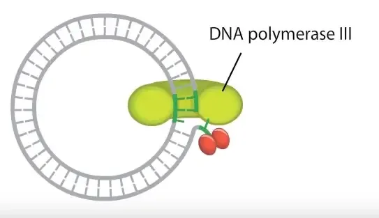 Rolling circle replication
