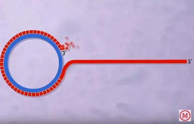 Rolling circle replication
