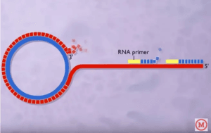 Rolling Rell Blood Line Rolling Circle Replication - Mechanism, Application - Biology Notes Online