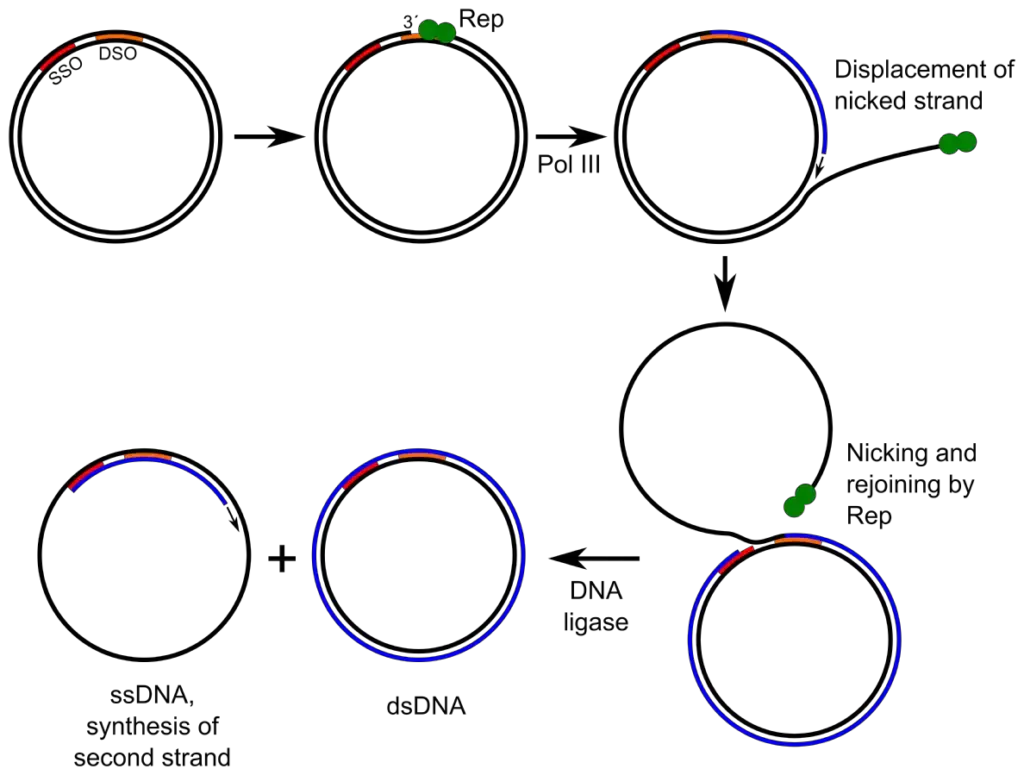 Mechanism of Rolling circle replication