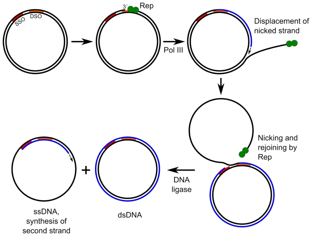 Mechanism of Rolling circle replication