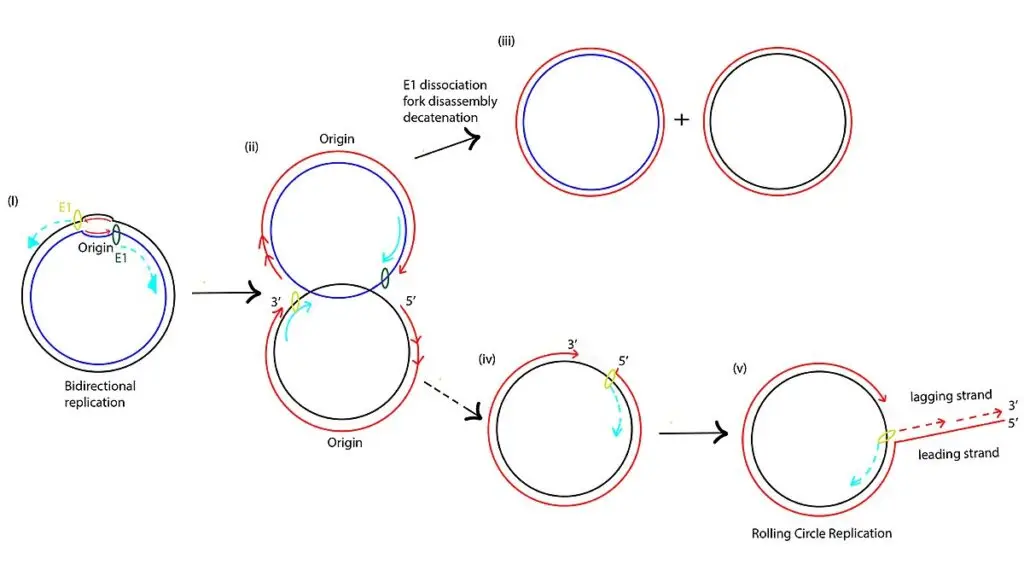 A model for HPV16 rolling circle replication.