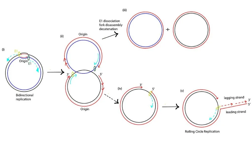 A model for HPV16 rolling circle replication.