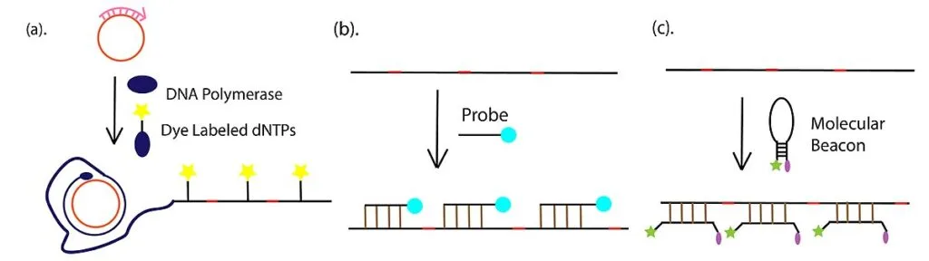The detection methods of RCA product